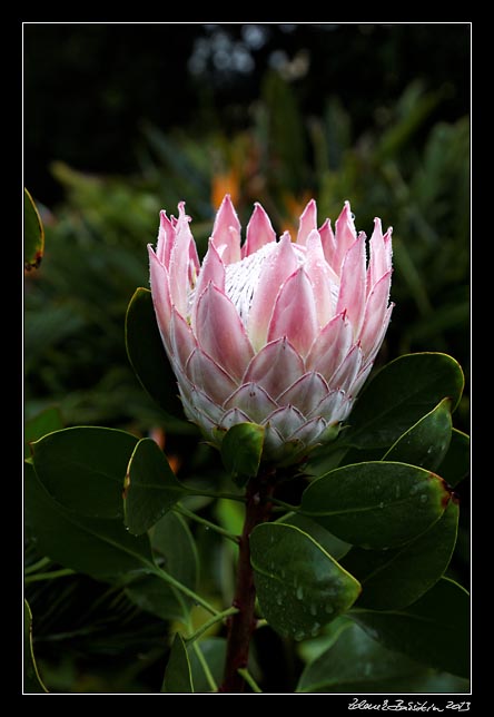 La Gomera - Garajonay -