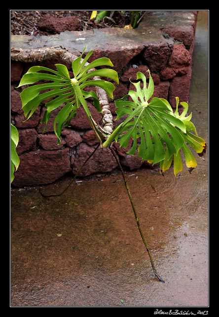 La Gomera - Garajonay - walking monstera