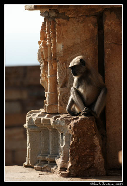 a monkey in Chittaurgarh