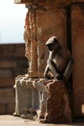 a monkey in Chittaurgarh