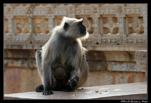 a monkey - Chittaurgarh