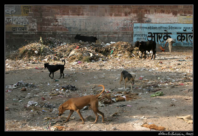 Jodhpur