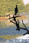 Kormorán indomalajský - Phalacrocorax fuscicollis - Indian cormorant