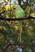 Alexandr malý - Psittacula krameri - Rose-ringed parakeet