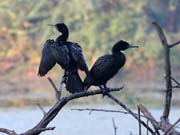 Kormorán indomalajský - Phalacrocorax fuscicollis - Indian cormorant