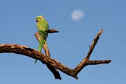 Alexandr malý -  Psittacula krameri - Rose-ringed parakeet