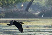kormorán velký - Phalacrocorax carbo - Great Cormorant