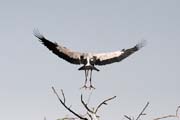 Zejozob asijský - Anastomus oscitans - Openbill Stork