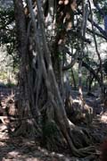 Ranthambore national park