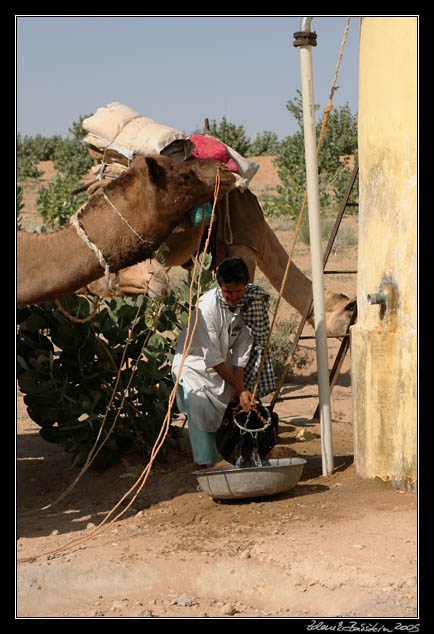 Thar desert