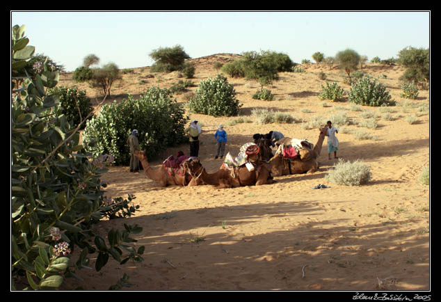 Thar desert