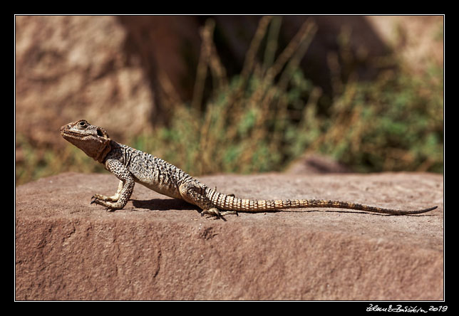 Wadi Rum - Agama lizard