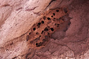Wadi Rum - insect`s nest