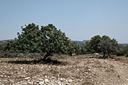 North Cyprus - Karpaz - carob trees