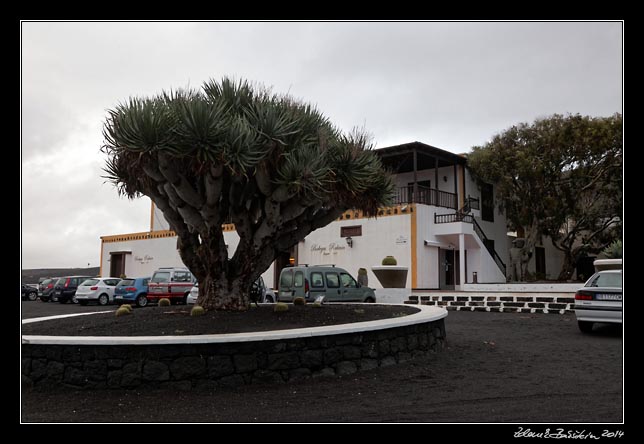 Lanzarote - La Geria