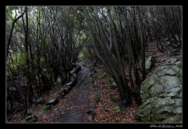 La Palma - NorthWest - La Zarza