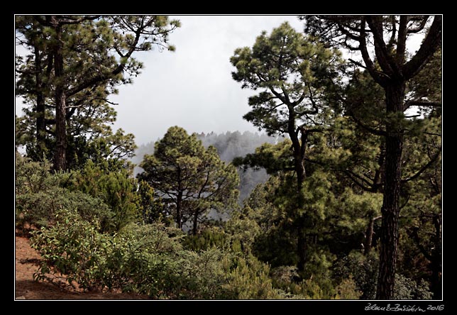 La Palma - Roque de los Muchachos - canarian pines