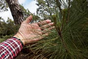 La Palma - Roque de los Muchachos - canarian pine needles