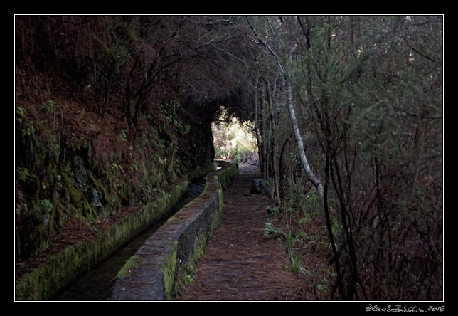 La Palma - Los Tilos -