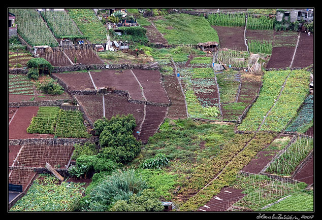 typical <i>poios</i>, terraced fields
