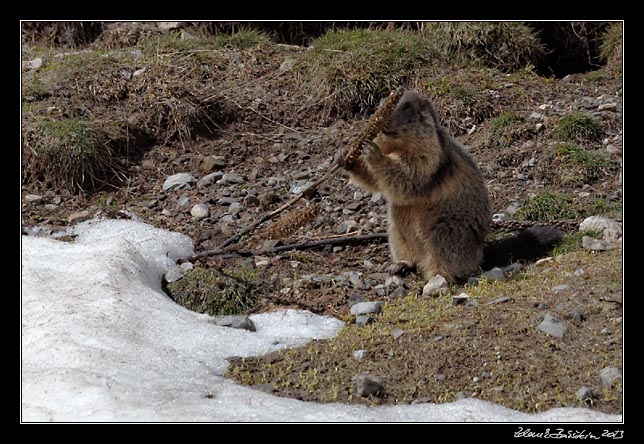 Alpes Maritimes - a marmot