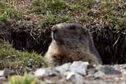 Alpes Maritimes - a marmot