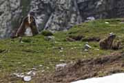 Alpes Maritimes - marmots