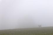 Alpes Maritimes - foggy chamois