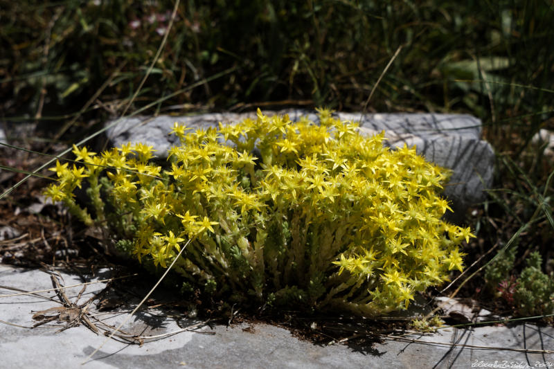 Pindos - Zagorochoria -