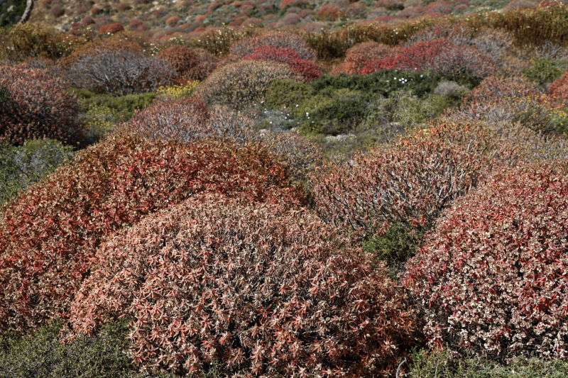 Folegandros - west -