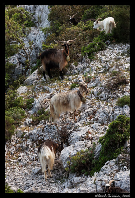 Baunei, Pedra Longa - goats