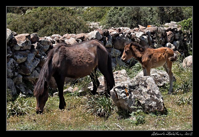 Giara di Gesturi - wild horses