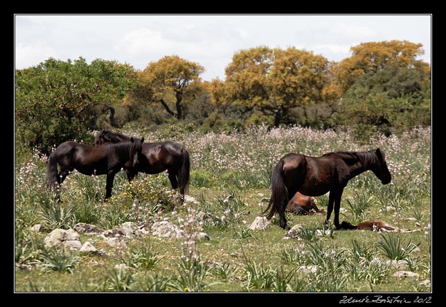 Giara di Gesturi - wild horses