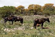 Giara di Gesturi - wild horses