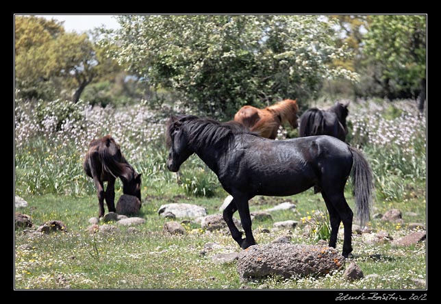 Giara di Gesturi - wild horses