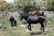 Giara di Gesturi - wild horses