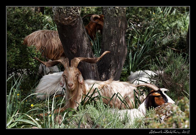 Giara di Gesturi - goats