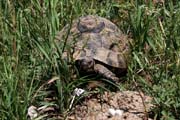 Turkey - Ahlat area - Nemrut Daği, a turtle