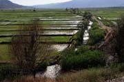 Turkey - rice fields at Dereköy
