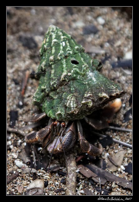 rak poustevnk - a hermit crab