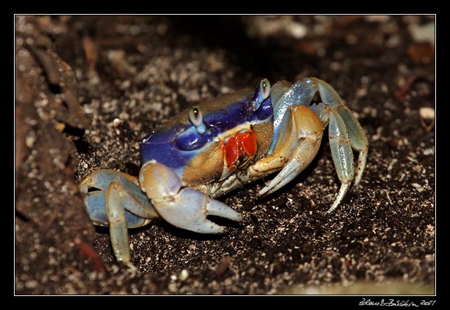 zemní krab - a land crab