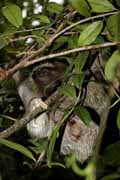 lenochod tříprstý - three-toed sloth - bradypus tridactylus