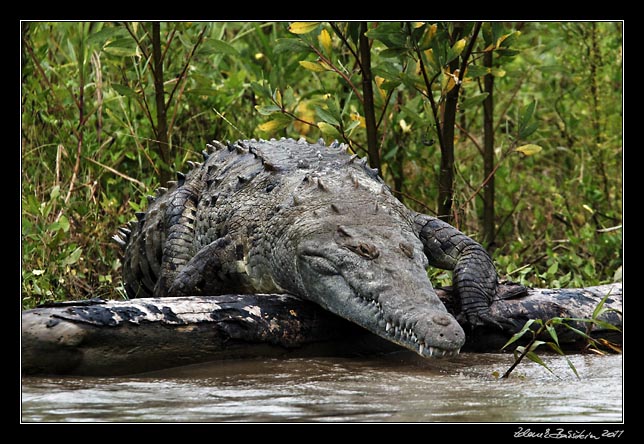 krokodl - american crocodile - crocodylus acutus