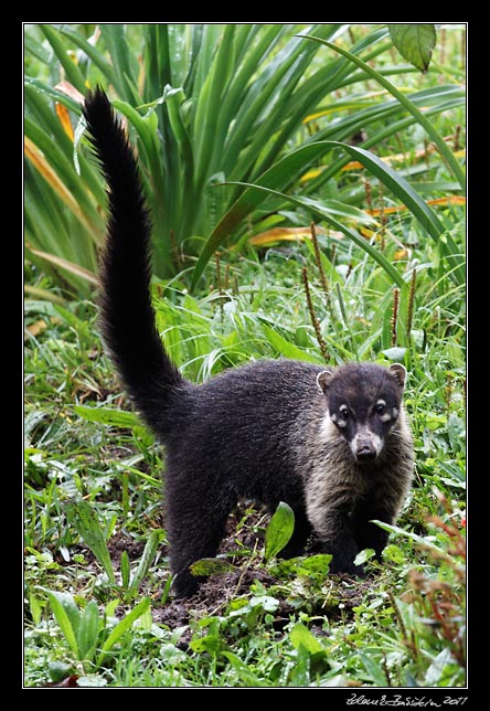 nosl blonos - white nosed coati- nasua narica