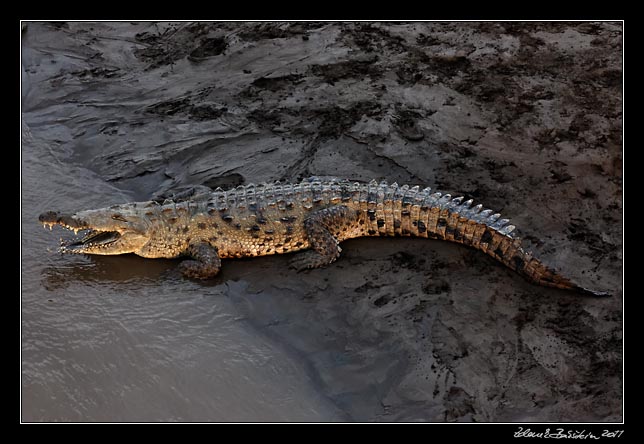 krokodl - american crocodile - crocodylus acutus