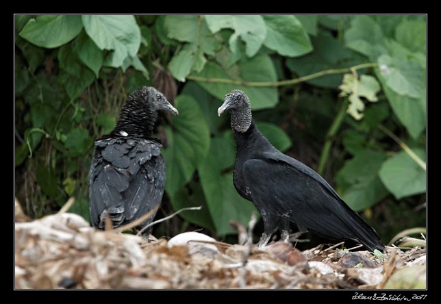 sup hnědý - black vulture - aegypius monachus