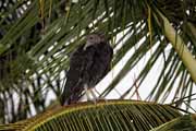 sup hnědý - black vulture - aegypius monachus