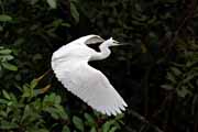 volavka bělostná - snowy egret - egretta thula