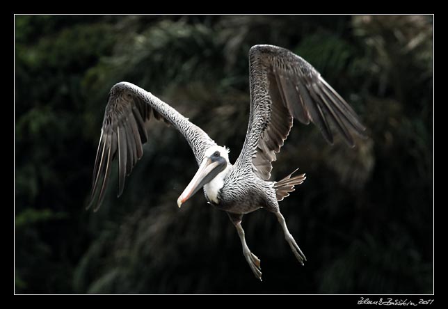 pelikán hnědý - brown pelican - pelecanus occidentalis