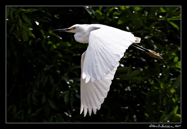 volavka bělostná - snowy egret - egretta thula